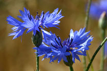 Kornblumen von Karin Stein