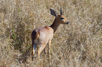 Steenbok von Pravine Chester