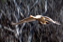 Swan in Flight by Randall Nyhof