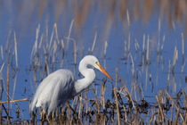 Great Egret Fishing by Kathleen Bishop