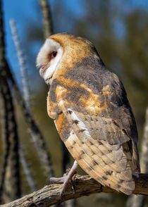 Barn owl in the Sonoran Desert by Kathleen Bishop