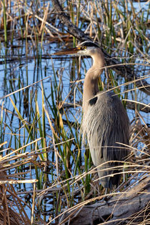 Great Blue Heron Watches the Sunset von Kathleen Bishop