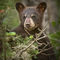 Anl-black-bear-cub-0302-rp