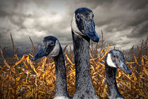 Three Canada Geese in an Autumn Cornfield by Randall Nyhof