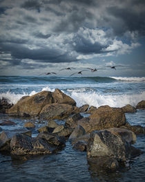 Pelicans over the surf on Coronado von Randall Nyhof