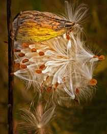 Milkweed Pod and Seeds in Autumn by Randall Nyhof