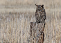 Great Horned Owl Napping with One Eye Open von Kathleen Bishop