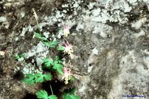 Blooms on a Rockface von Dan Richards