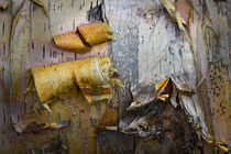 Birch Tree Bark Abstract von Randall Nyhof