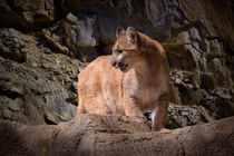 Mountain Lion on the Prowl by Randall Nyhof