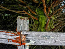Cattle Fence on the Mendocino Coast by Kathleen Bishop