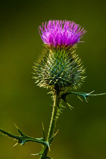 Bull Thistle No. 0181 von Randall Nyhof