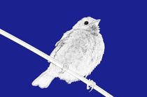 digital naive sparrow in blue - digital naiver spatz in mittelblau von mateart