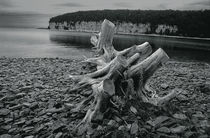 Tree Stump at Fayette Michigan State Park von Randall Nyhof