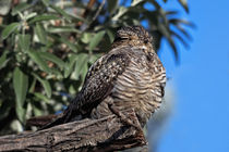 Nighthawk Roosting in the Virgin Valley by Kathleen Bishop