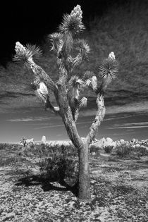 Joshua Tree in Joshua Tree National Park California No. 0278 in Black and White by Randall Nyhof