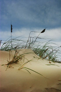Dune and Beach Grass on Padre Island by Randall Nyhof