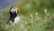 [impressions of scotland] - puffin "fresh fish" von meleah