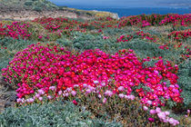 Springtime on the Sea Ranch by Kathleen Bishop