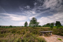 Lüneburger Heide von photoart-hartmann