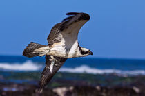 Osprey Fishing von Kathleen Bishop