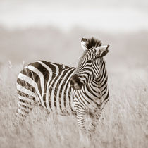 Zebra, Masai Mara, Kenya by Regina Müller