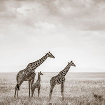 Giraffes, Masai Mara, Kenya by Regina Müller