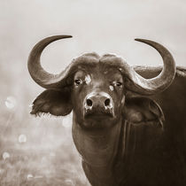 African Buffalo, Masai Mara, Kenya by Regina Müller