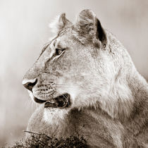 Lioness, Masai Mara, Kenya von Regina Müller