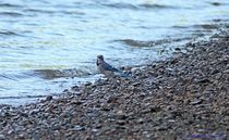 Jay on the Shore by Dan Richards