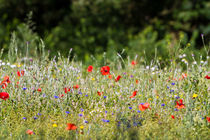 Sommerwiese by Ralph Patzel