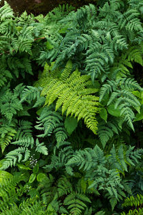 Fern Tapestry von Kathleen Bishop