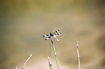 Painted Dragonfly by Dan Richards