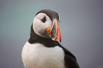 [impressions of scotland] - puffin portrait II von meleah