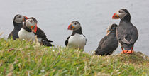 [impressions of scotland] - puffin "kraul mir den nacken, baby" von meleah