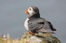 [impressions of scotland] - puffin "watching" von meleah