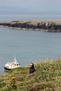 [impressions of scotland] - puffin "Fernweh" von meleah