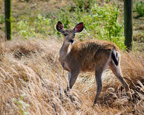 Young Deer von agrofilms