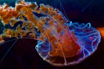 Blue Jellyfish by Ernesto Arias
