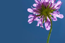 Purple Scabiosa by Pieter Tel