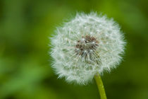 Close up of a dandelion von Pieter Tel