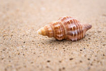 Shell on the beach by Pieter Tel
