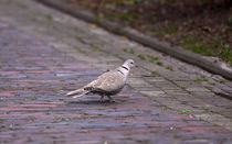 Taube im Dorf - Dove in the village von ropo13