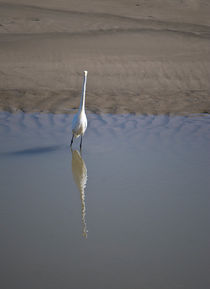 White Reflection von agrofilms