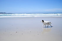 Walk the Beach by agrofilms