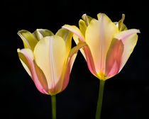 Twin Sister Tulips von agrofilms