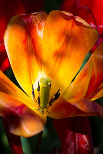 Open Tulip by agrofilms