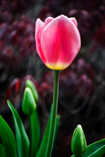 Tulip And Buds von agrofilms