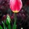 Tulip-and-buds-org