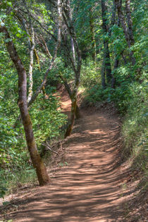 Trail To Hidden Falls von agrofilms